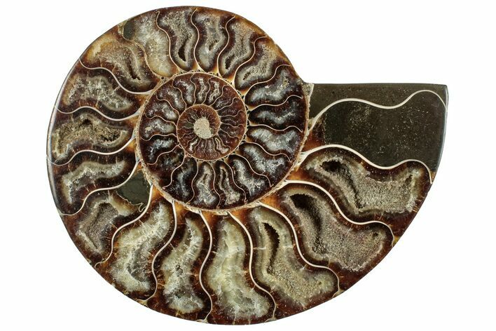 Cut & Polished Ammonite Fossil (Half) - Madagascar #317933